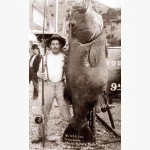 World Record Sea Bass 1903
